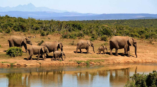 safari image with elephants mom, dads and babies near water in Africa