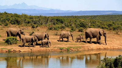 The Ultimate Safari Season Packing Guide (2025 Edition)